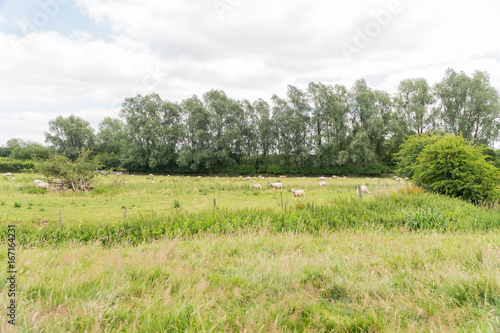 Sheep grazing in a field in Leicester-shire