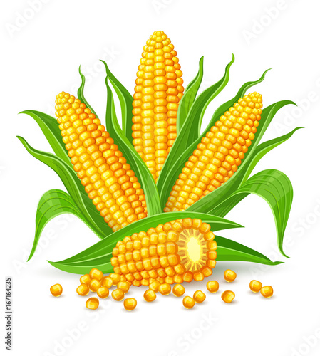 Corncobs with yellow corns and green leaves group, white