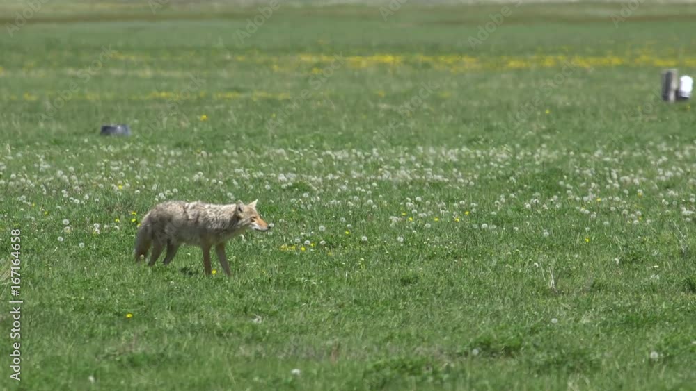 Coyote slowly stalking its prey then sitting down in green grassy field. Coyote slowly stalking its prey then sitting down in green grassy field.