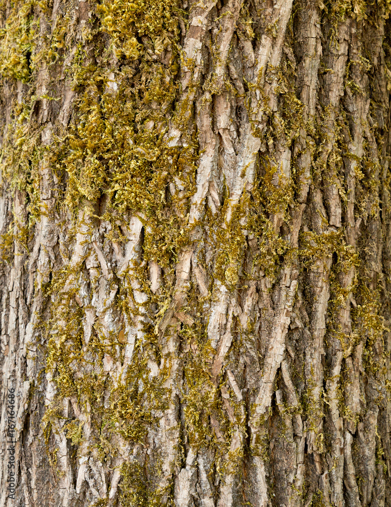 Fototapeta premium tekstura kory drzewa