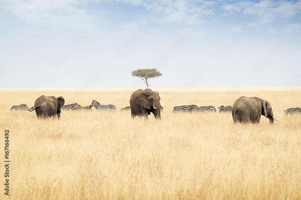 Elephants and Zebra in Kenya