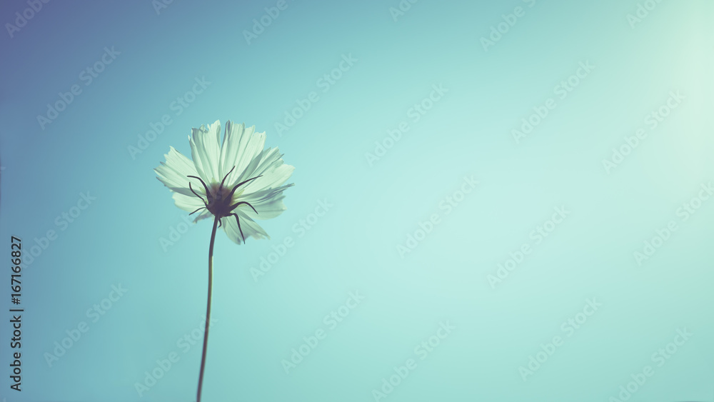 White cosmos flowers in the blue sky,vintage filter