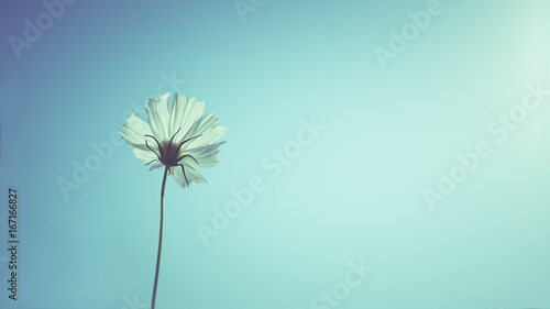 White cosmos flowers in the blue sky vintage filter