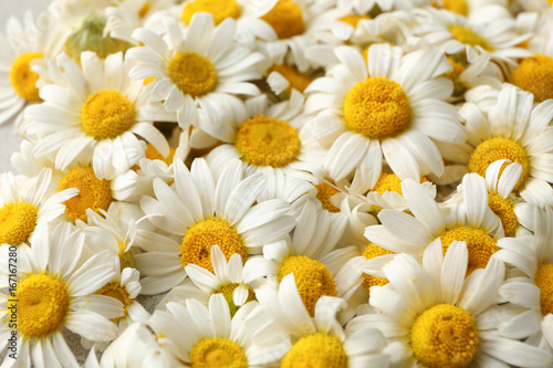 Beautiful chamomile flowers  closeup