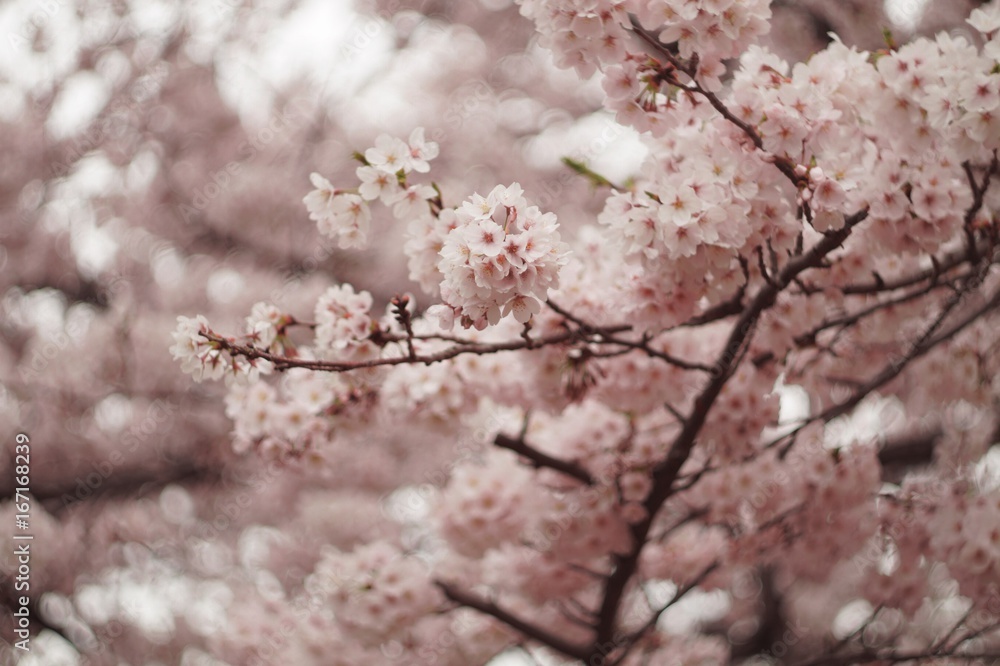 桜 桜