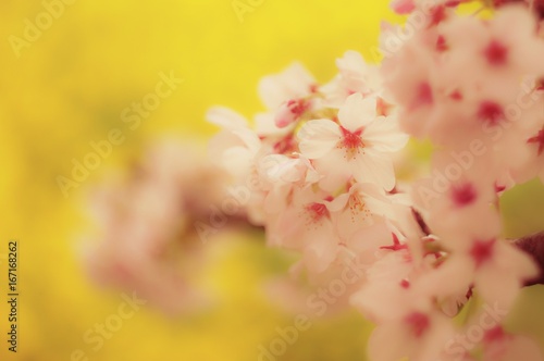 さくらと菜の花