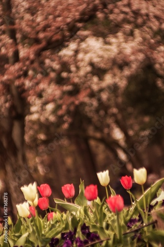 チューリップとさくら