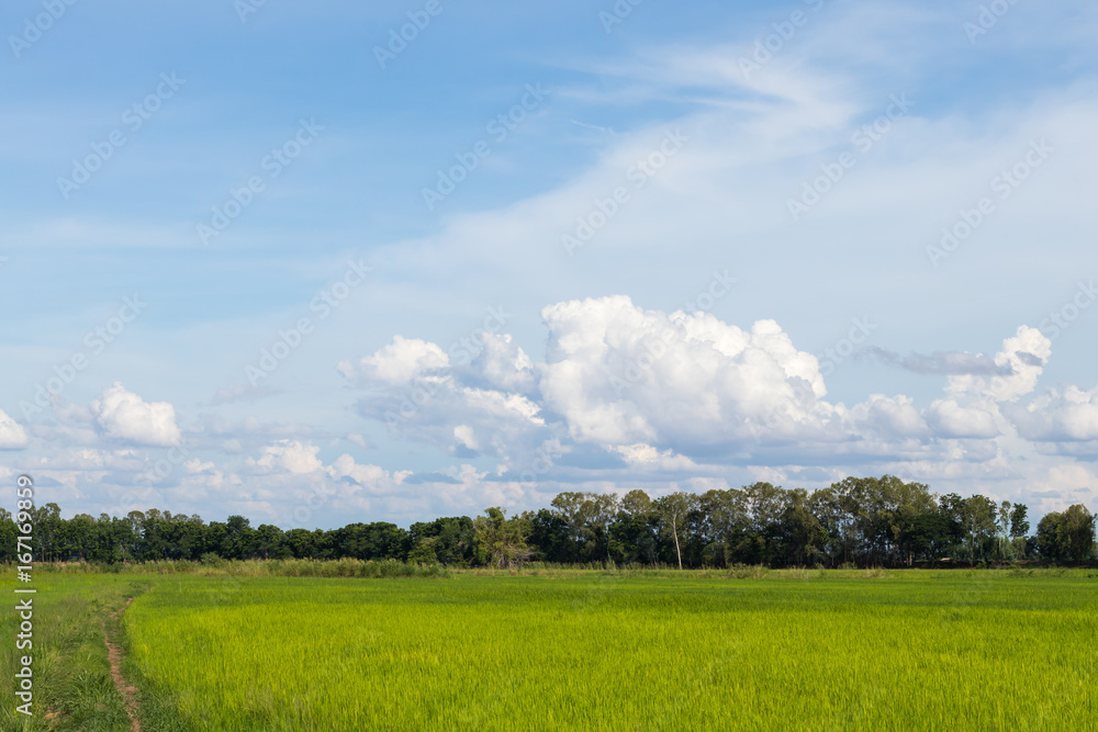 Rice field with sky clouds. Rice field with sky clouds.