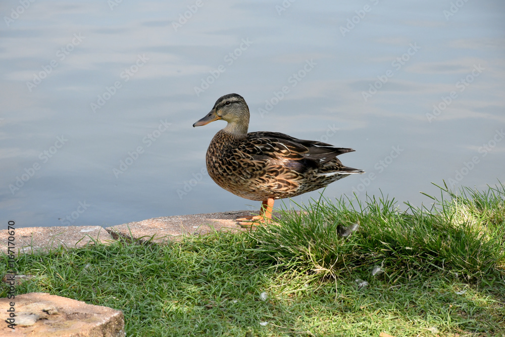 Brown duck standing on rock wall by pond Brown duck standing on rock wall by pond