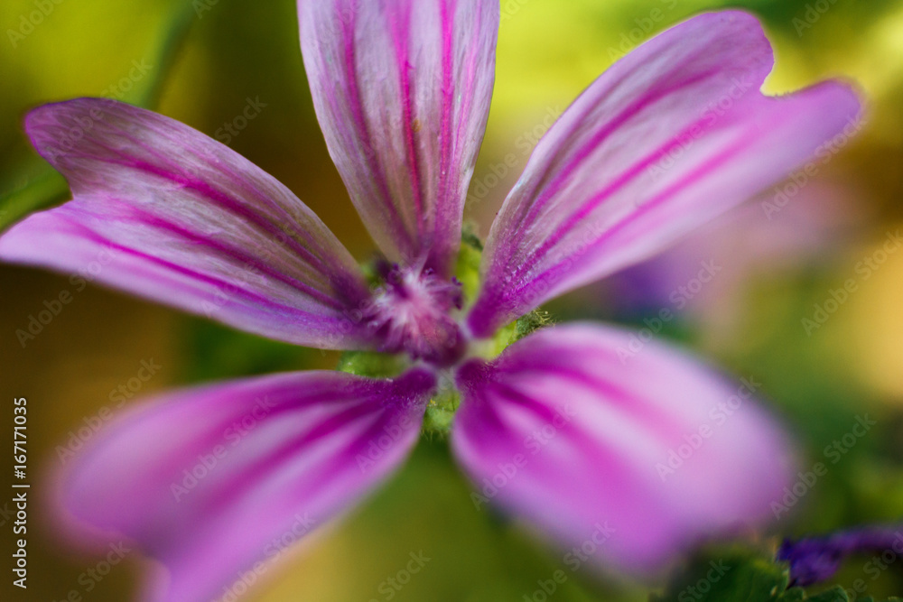 flower flower