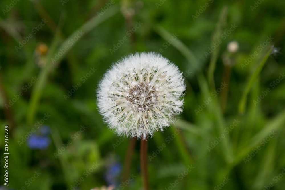 Meadow dandelion flower summer field close up Meadow dandelion flower summer field close up