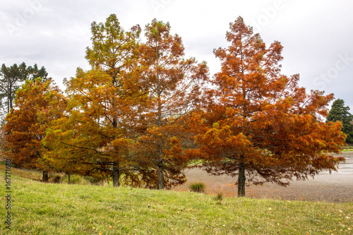 Autumn trees