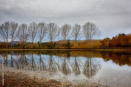 Bare treereflections photo