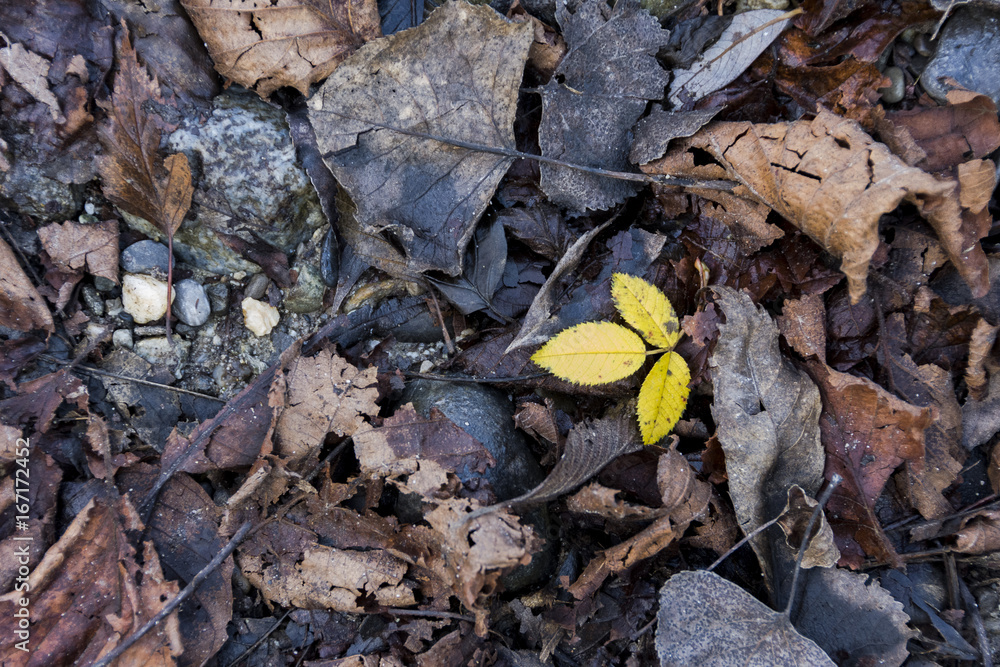 Yellow in the wood Yellow in the wood