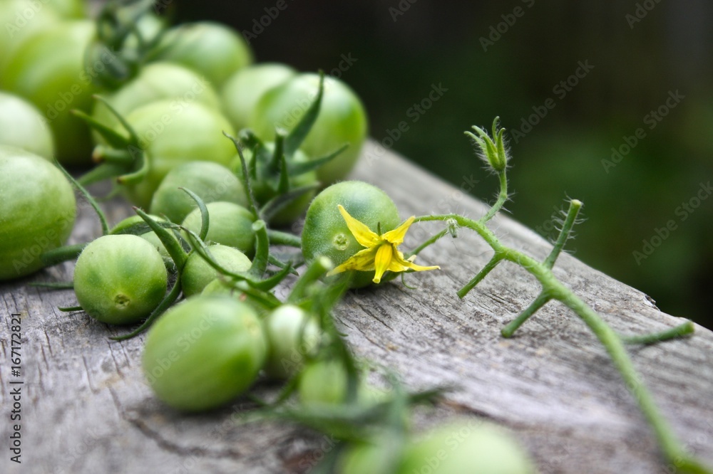 Tomato Blossom