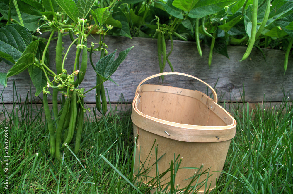 Green Beans with Basket Green Beans with Basket