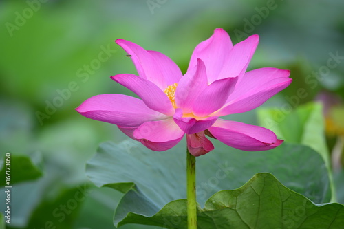 lotus