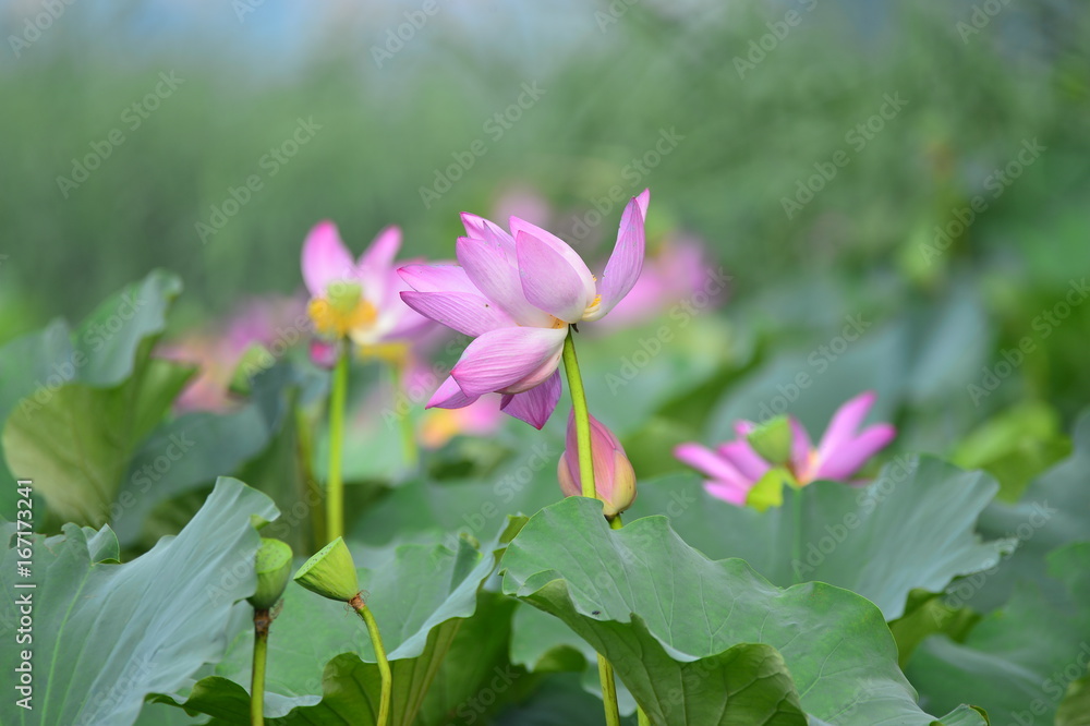 lotus lotus