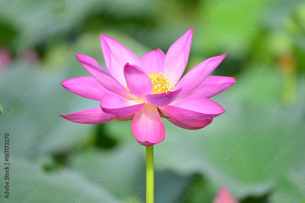 lotus lotus