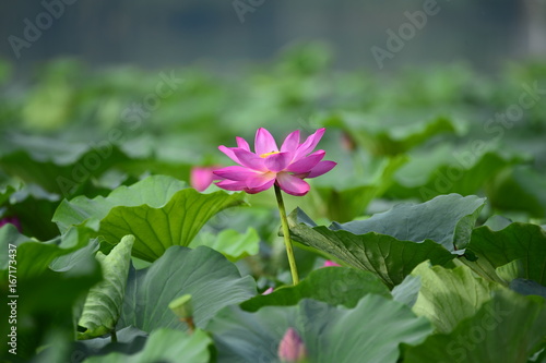 lotus