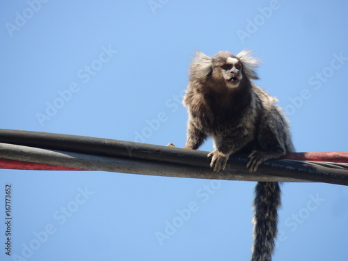 sagui macaco photo