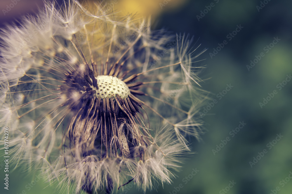 close up Seeds on Dandelion in a field