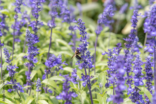 Fototapeta Naklejka Na Ścianę i Meble -  bumble bee on purple flower