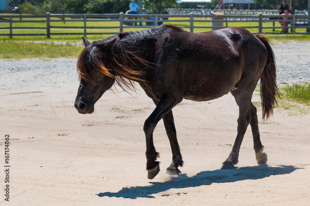 A wild Spanish Mustang walks near a public park in Corolla, North Carolina. A wild Spanish Mustang walks near a public park in Corolla, North Carolina.