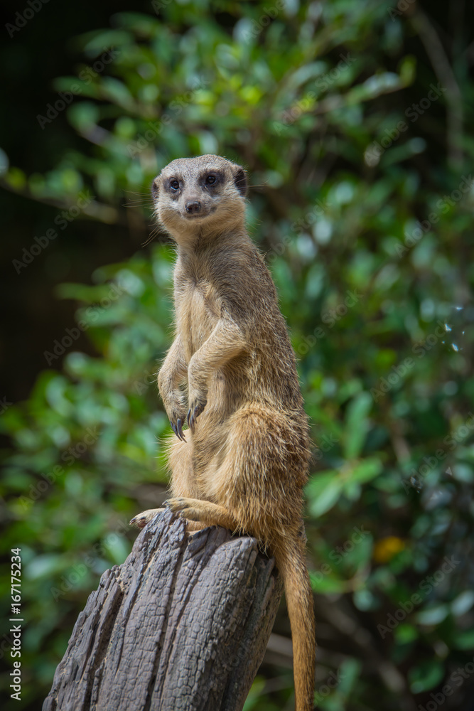 Fototapeta premium Suricata suricatta.
