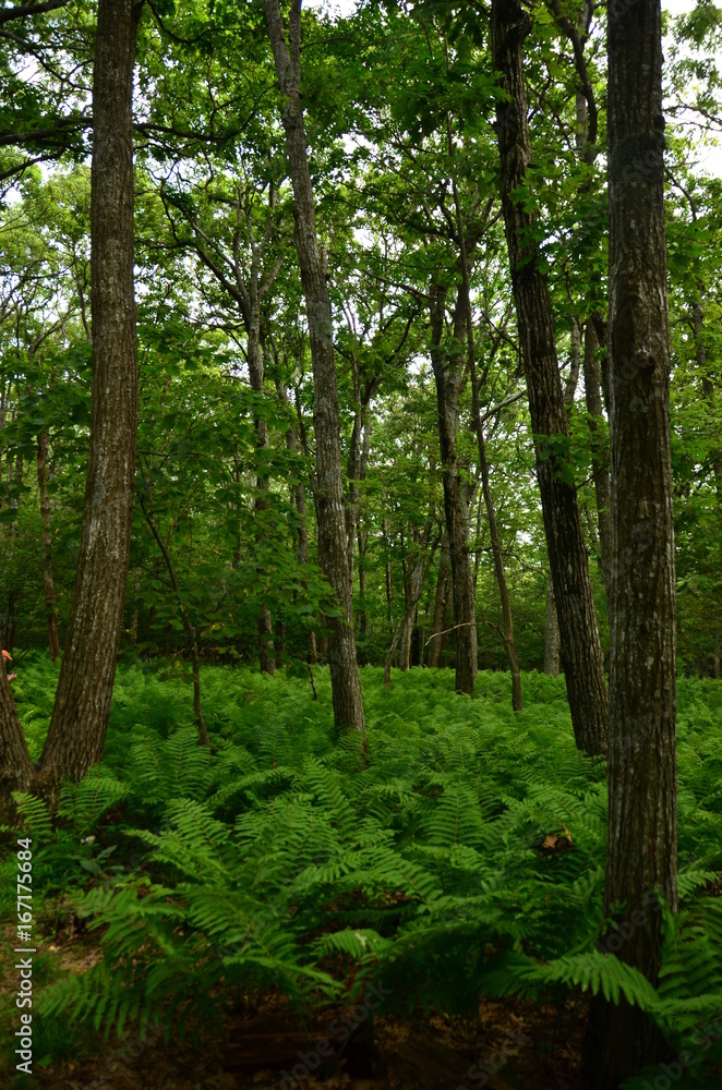 Forest Ferns Forest Ferns
