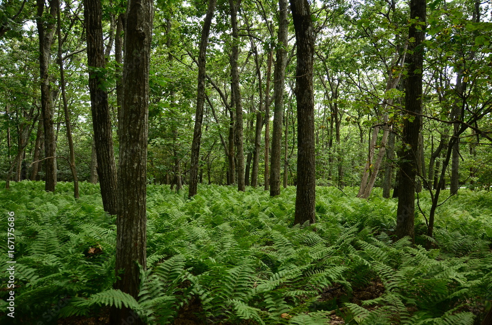 Ferns Ferns