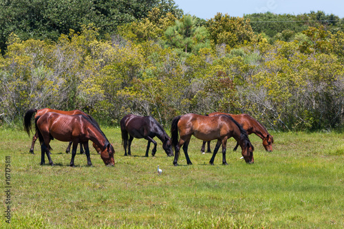 A herd of wild Spanish Mustangs grazing in a pasture in Corolla  North Carolina.  