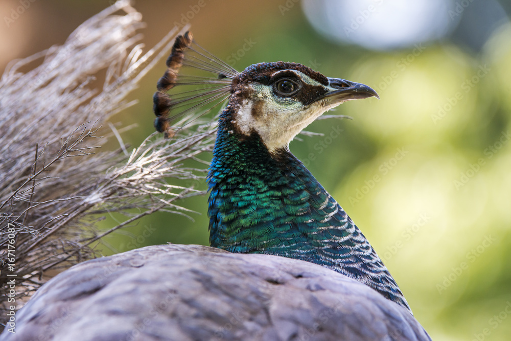 Pavão-indiano (Pavo cristatus) | Indian peafowl Pavão-indiano (Pavo cristatus) | Indian peafowl
