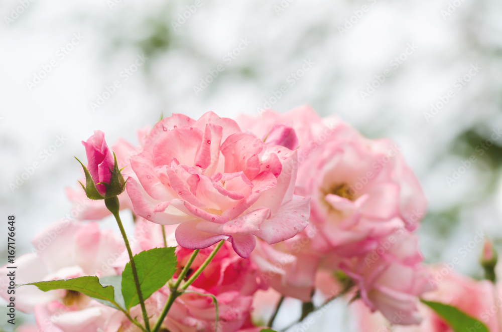 Beauty pink roses flower,Decoration flowers in a garden