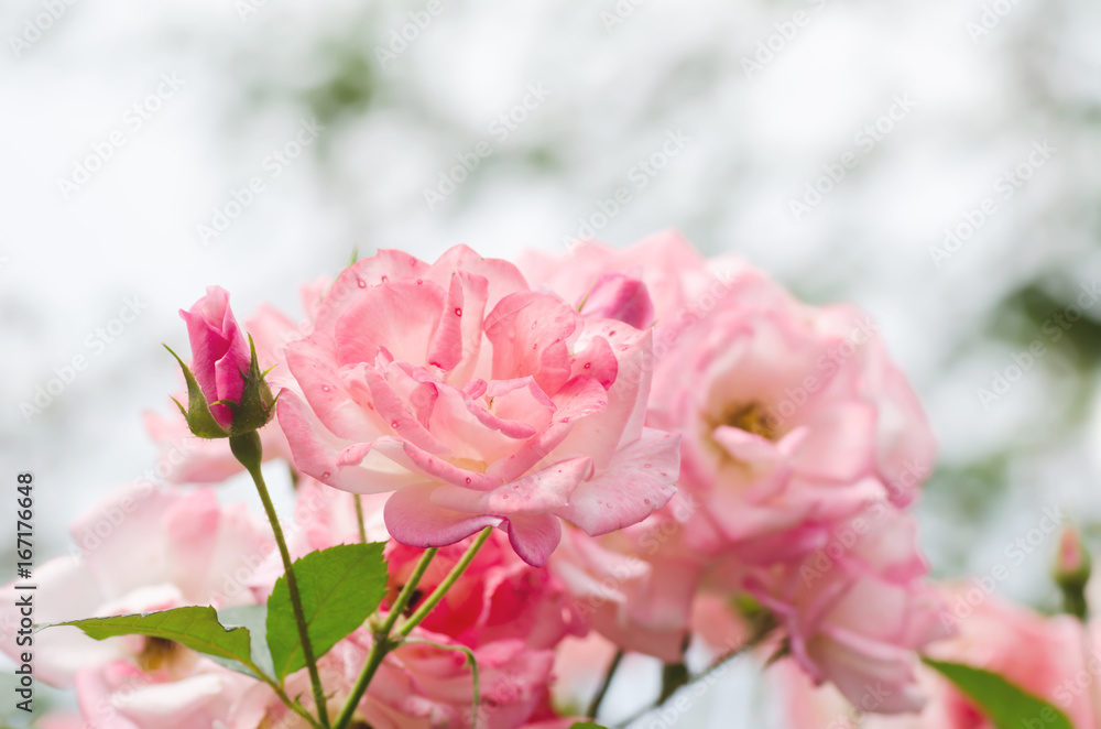 Fototapeta premium Beauty pink roses flower,Decoration flowers in a garden