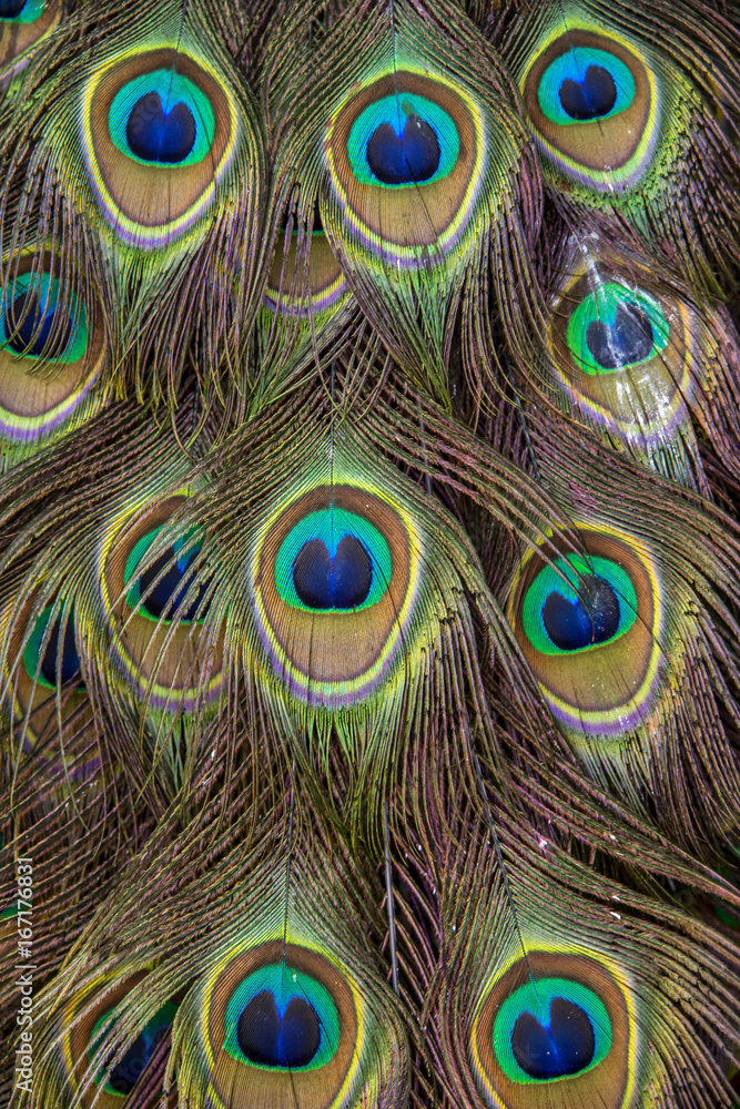 Fototapeta premium Pavão-indiano (Pavo cristatus) | Indian peafowl