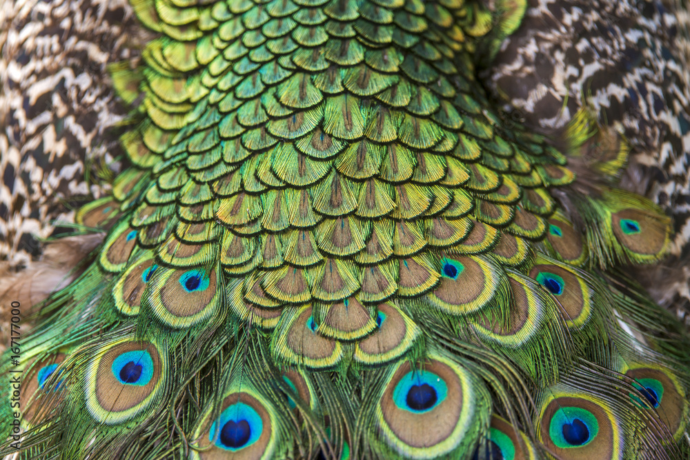 Fototapeta premium Pavão-indiano (Pavo cristatus) | Indian peafowl
