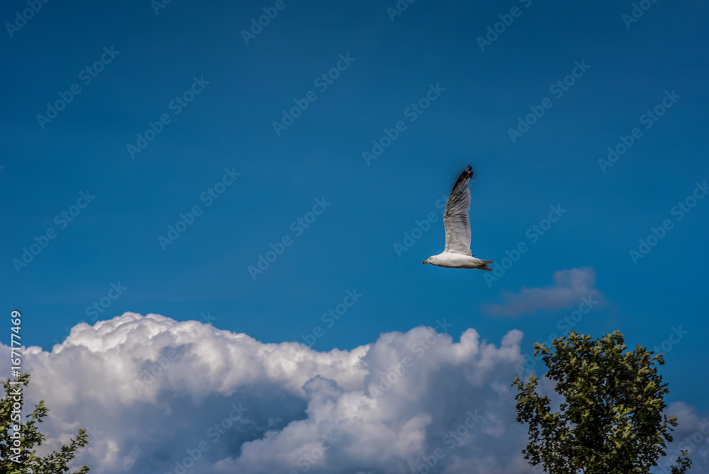 Obraz premium single seagull flying high above clouds and tree tops