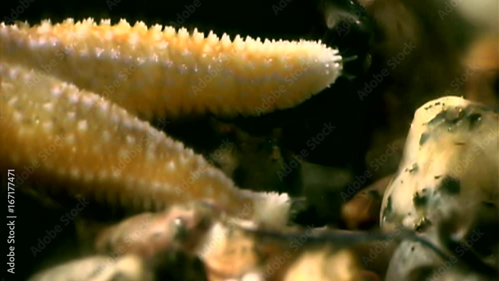Starfish close up underwater on seabed of White Sea. Unique amazing beautiful exotic macro video. Marine life on background of pure clear clean water. Starfish close up underwater on seabed of White Sea. Unique amazing beautiful exotic macro video. Marine life on background of pure clear clean water.