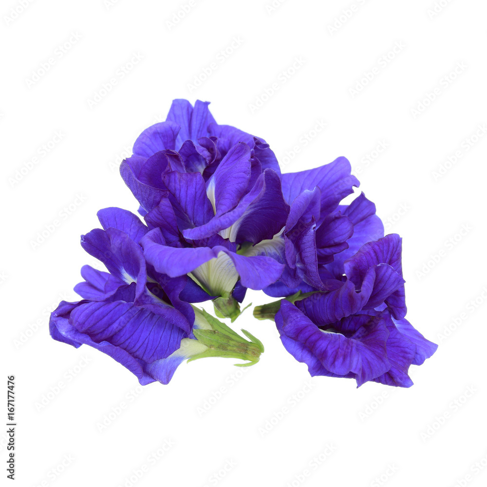 Obraz premium pile of butterfly pea isolated on white