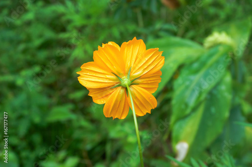 Behind of Yellow Cosmos with water drop on it, selective focus