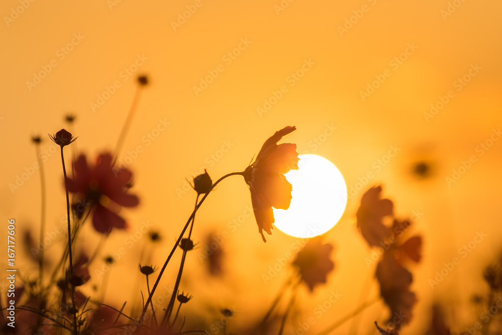Obraz premium Cosmos flower (Cosmos Bipinnatus) in the garden