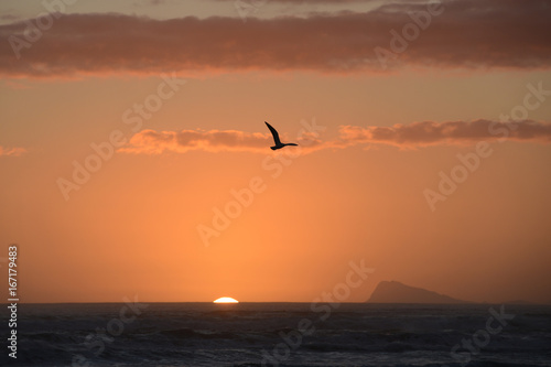 Seagull at Sunset over Ocean
