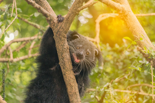 Asian black bear in the forest