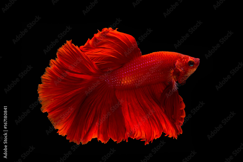 Obraz premium Pose of betta fish, Red siamese fish on balck background