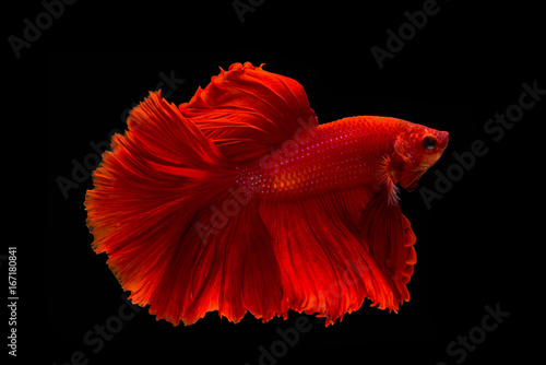 Pose of betta fish, Red siamese fish on balck background