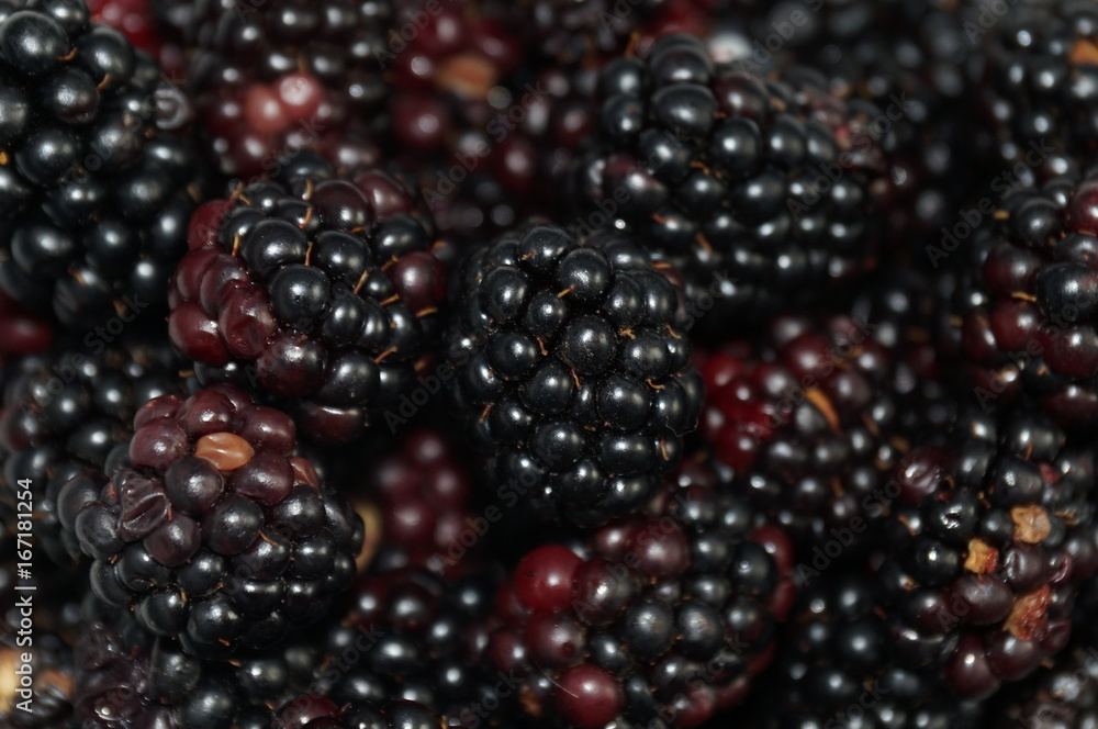 More blackberries on isolated black background More blackberries on isolated black background