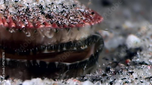 Sea scallop close up underwater on seabed. Unique amazing beautiful exotic macro video. Marine life on background of pure clear clean water. photo