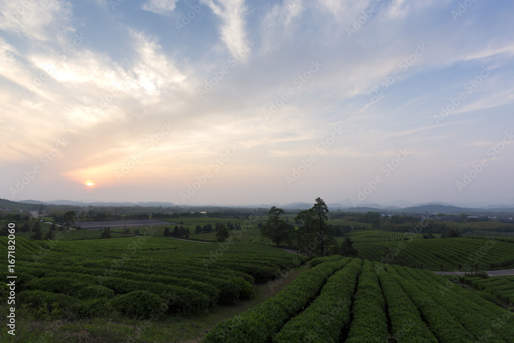 Obraz premium Tea plantations