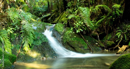 Fototapeta Naklejka Na Ścianę i Meble -  Green New Zealand Stream
